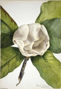 Southern Magnolia (magnolia Grandiflora) — Mary Vaux Walcott