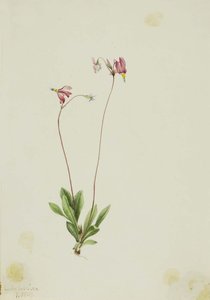 Slender Shootingstar (dodecatheon Pauciflorum) — Mary Vaux Walcott