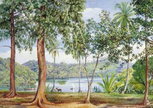 View From Kalutara, Ceylon — Marianne North