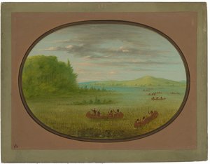Gathering Wild Rice - Winnebago — George Catlin