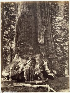 Base Of The Grizzly Giant