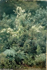 Hops And Ferns In Woodland