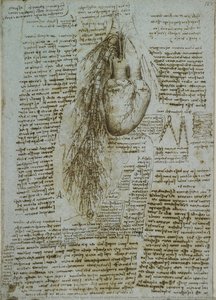 Recto: The Heart, Bronchi And Bronchial Vessels. Verso: A Sketch Of The Heart And Great Vessels — Leonardo Da Vinci, High Renaissance