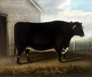 Black Bull — John Vine