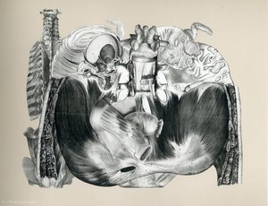 Untitled (353) — Frederick Sommer