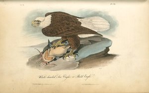 White-headed Sea Eagle, Or Bald Eagle — John James Audubon