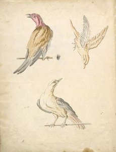 Two Perched Birds And One In Flight — Jean-baptiste Oudry