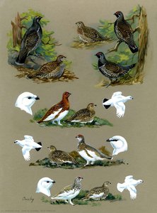 Bird Plate 25 — John A. Crosby