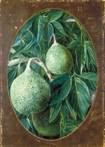 El Fruto Del Bael — Marianne North