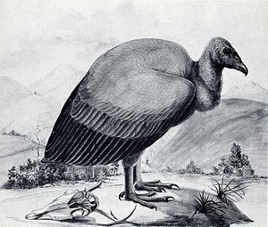 California Buzzard, (painting)