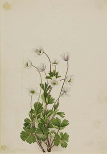 Northern Anemone (anemone Parviflora) — Mary Vaux Walcott