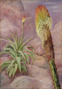 A Giant Kniphofia Near Grahamstown — Marianne North, Victorian Botanical Art