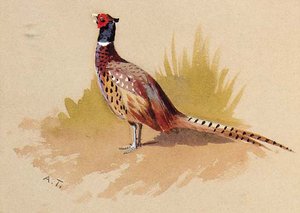 A Cock Pheasant, A Study — Archibald Thorburn