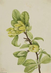 Yellow Cucumbertree (magnolia Cordata) — Mary Vaux Walcott