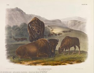 American Bison Or Buffalo — John James Audubon, Naturalism