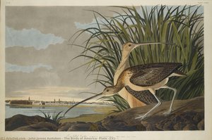 The Birds of America, Plate #231: 