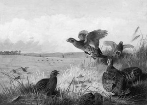 Grey Partridge — Archibald Thorburn