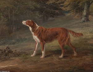 Ranger, A Setter, The Property Of Elizabeth Gray