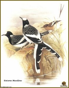 Enicure Tachete — John Gould