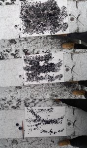 Ink Dripping In The Snow (process): 3 Trees — Alfred Freddy Krupa