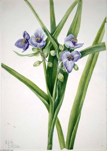 Virginia Spiderwort (tradescantia Virginiana) — Mary Vaux Walcott