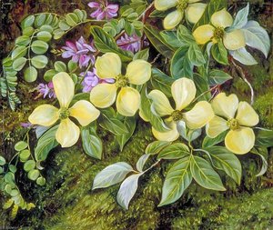 Flowers Of A Dogwood And An Indigo From The Himalayas — Marijana Nort, Botanical Realism