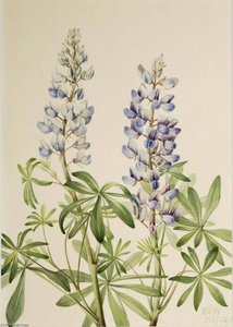 Sun Dial Lupine (lupinus Perennis) — Mary Morris Vaux Walcott