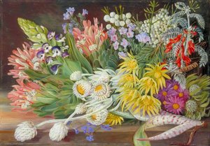 A Medley of Flowers from Table Mountain, Cape of Good Hope