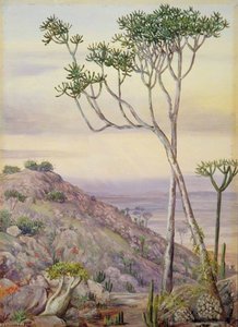Vegetación En Las Colinas Cerca De Grahamstown — Marianne North