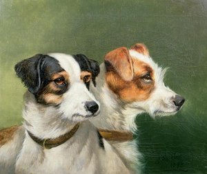 Two Fox Terriers