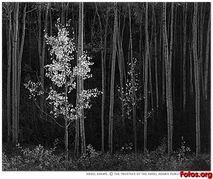 Aspens northern new mexico ansel adams (1958)