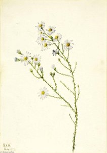 Pineland Aster (aster Squarrosus) — Mary Vaux Walcott