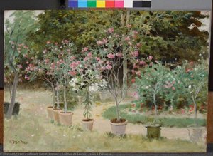 L'Allée de lauriers roses à Préousse