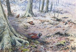 Pheasant in a wood