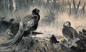 A Cock And Three Hen Pheasant In A Woodland Glade — Archibald Thorburn