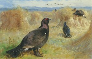 Blackcock Amongst The Corn Stookes — Archibald Thorburn