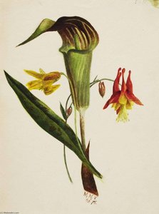 Untitled (jack In The Pulpit) — Mary Vaux Walcott, Naturalism