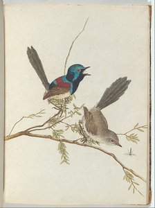 Birds Of New South Wales With Their Natural History - — John William Lewin