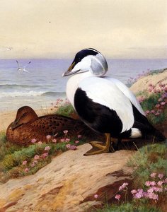 Common Eider Ducks — Archibald Thorburn