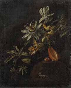 Still Life with Passionflowers, Elias van den Broeck, 1670 - 1708