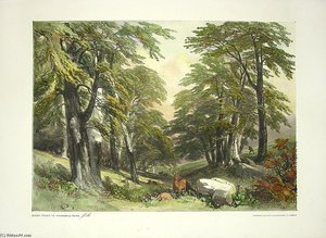 The Park And The Forest — James Duffield Harding