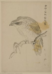 Preparatory Sketch — Ishibashi Kazunori, Yōga & Nihonga