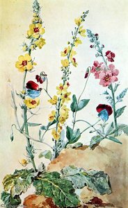 Plants On A Clumb Of Earth Sun — Aert Schouman