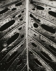 [leaf Detail, Hawaii] — Brett Weston
