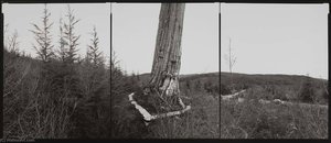 National Champion Western Redcedar, Washington, 1993 — Barbara Bosworth