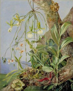 Jamaican Orchids Growing On A Branch Of The Calabash Tree — Marianne North, Victorian Naturalism