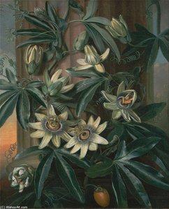 Blue Passion Flower, For The 'temple Of Flora' — George Philip Reinagle