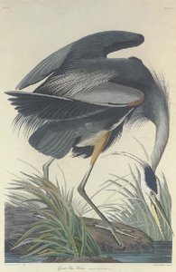 Great Blue Heron — Robert Havell