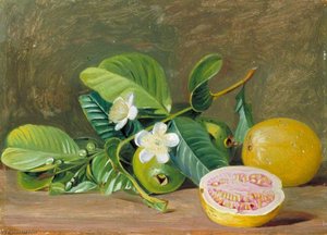 Follaje, Flores Y Frutos De Una Variedad De Guayaba — Marianne North