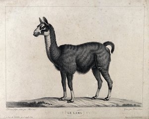 A Llama — Christophe Huet
